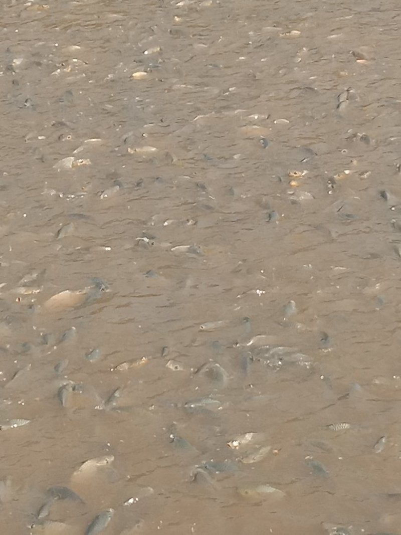 池鲤鱼