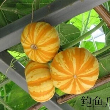 观赏南瓜种子～鲍鱼瓜玩具南瓜种子品种齐全，观光园林用种