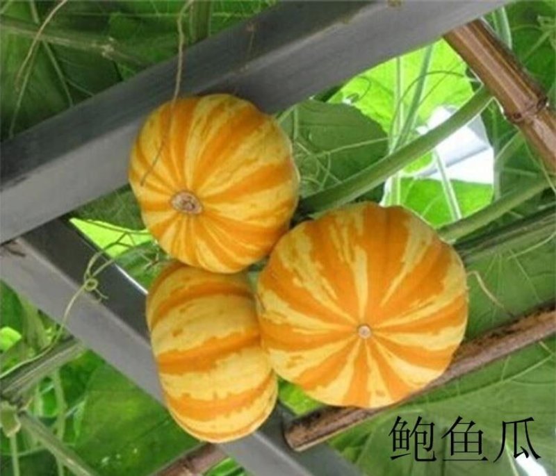 观赏南瓜种子～鲍鱼瓜玩具南瓜种子品种齐全，观光园林用种