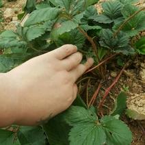 四季草莓苗南北方当年结果树苗红颜奶油草莓种苗秧盆栽阳台