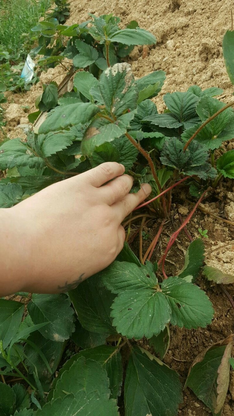 四季草莓苗南北方当年结果树苗红颜奶油草莓种苗秧盆栽阳台