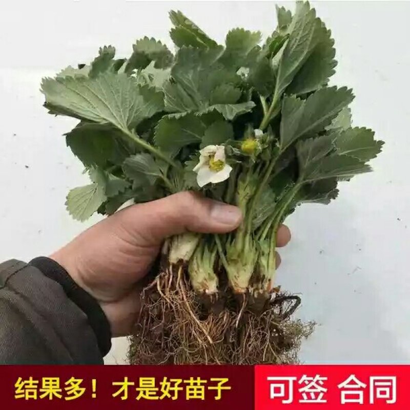 四季草莓苗南北方当年结果树苗红颜奶油草莓种苗秧盆栽阳台