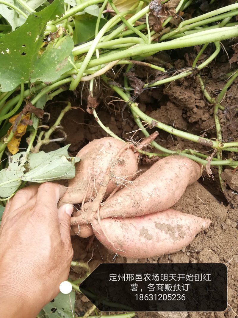 红薯无公害标准