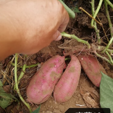 红薯无公害标准