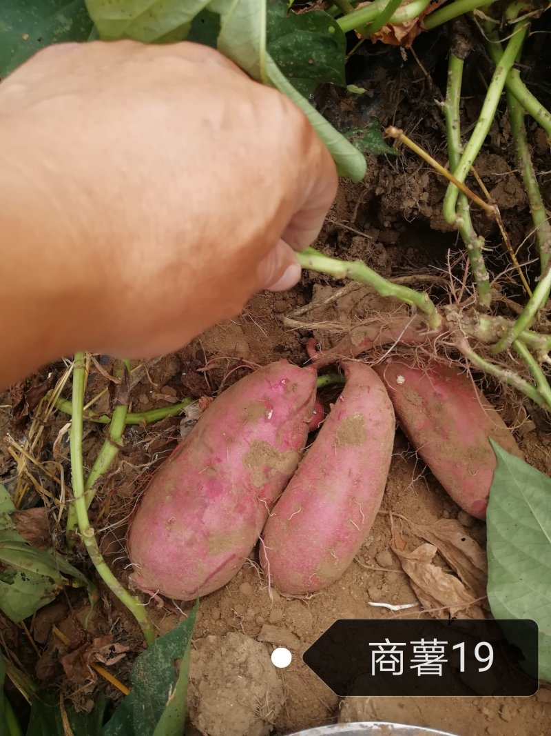 红薯无公害标准