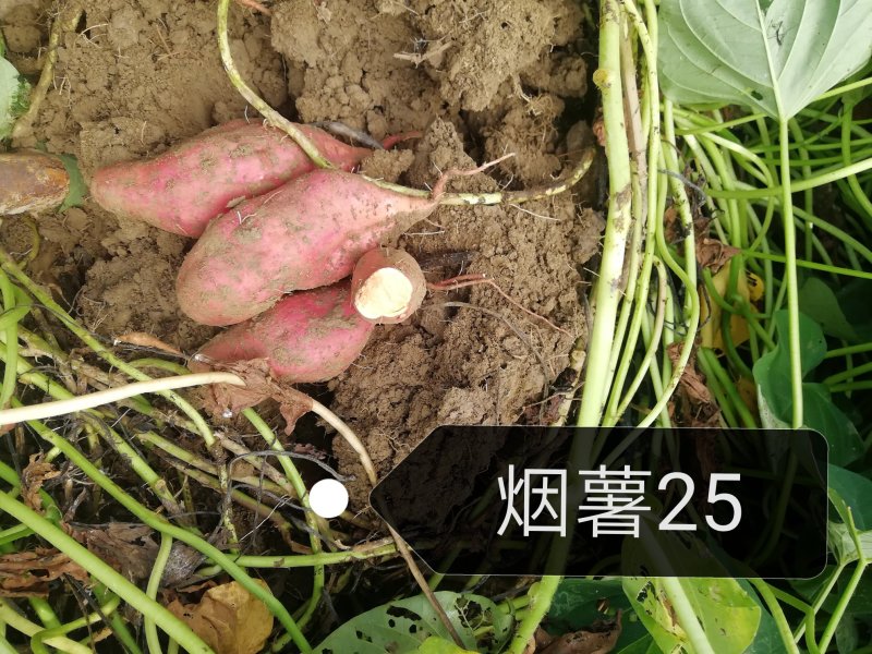 红薯无公害标准