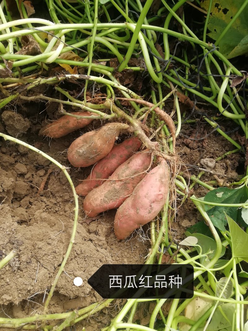 红薯无公害标准