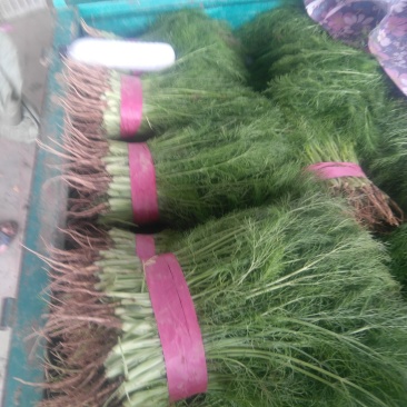 茴香苗25厘米