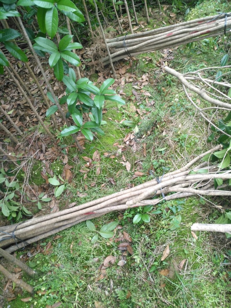 桂花苗