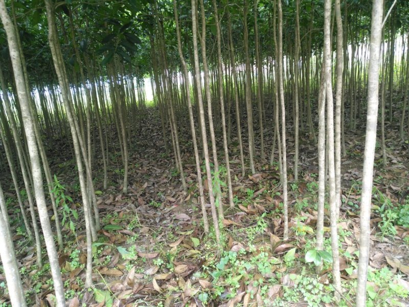 桂花苗