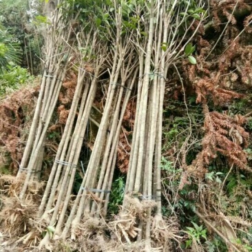 桂花苗