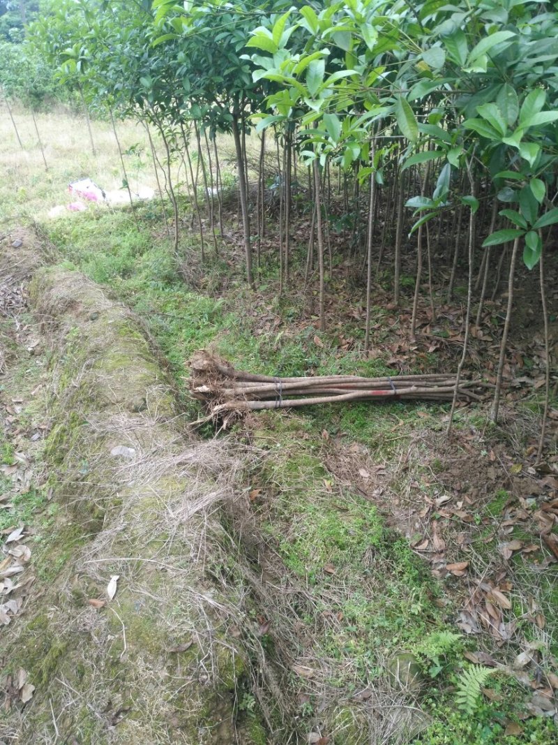 桂花苗