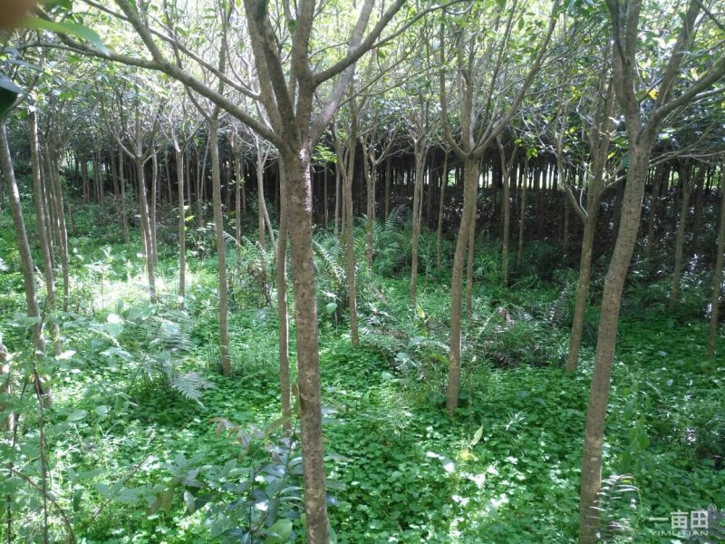 桂花苗