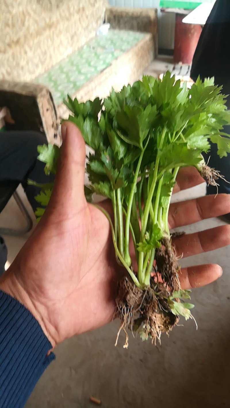 优质西芹菜苗