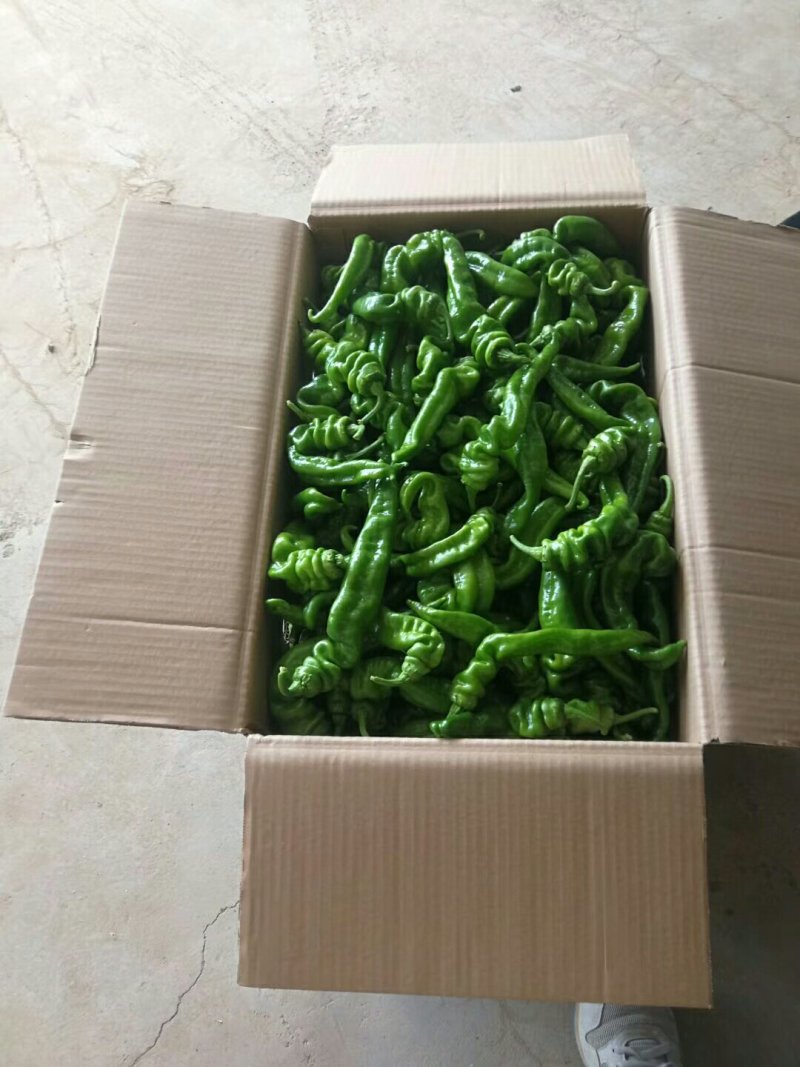 【鲜辣椒】螺丝椒陕西鲜辣椒产地直供质量保证来电优惠