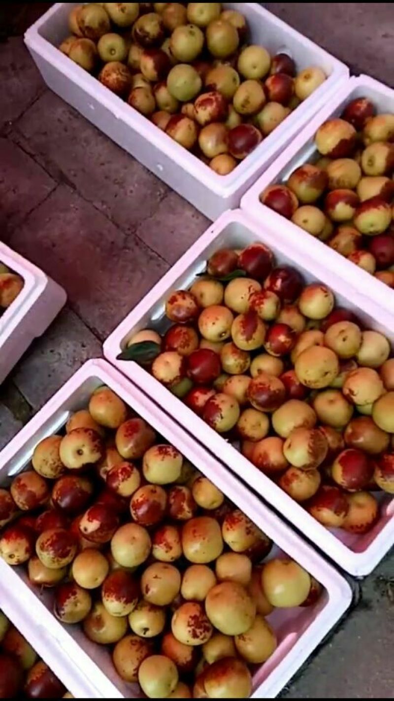 精品沾化冬枣上市产地直发量大从优质量保证欢迎咨询