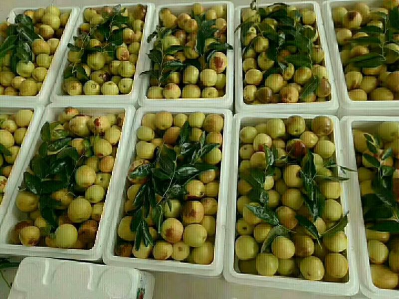 精品沾化冬枣上市产地直发量大从优质量保证欢迎咨询