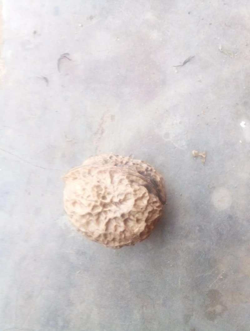 核桃