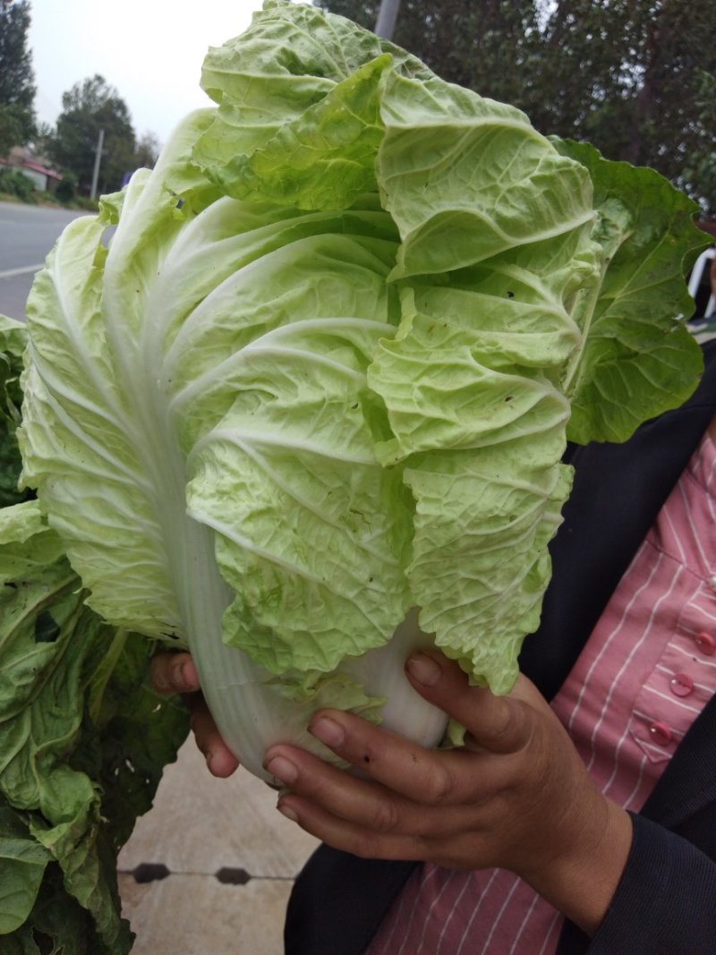 夏阳白菜精品