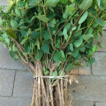 四季树型金银花