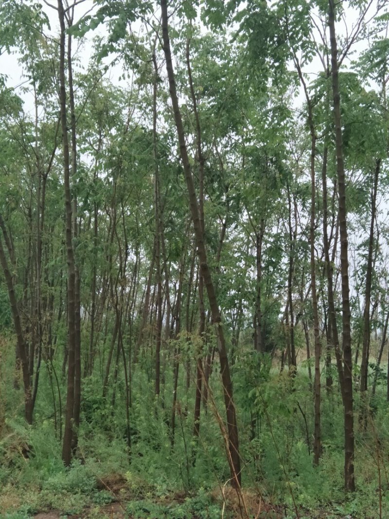 栾树北栾