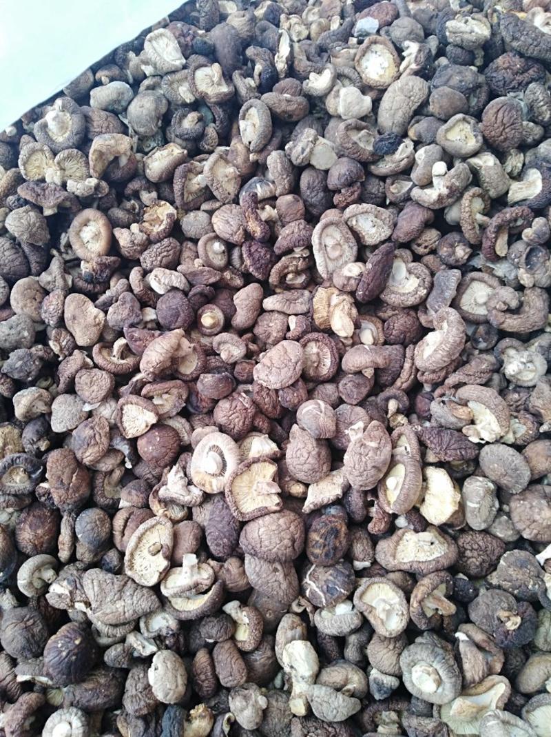 襄阳新货烤菇香椴木干香菇2.5~3cm1一代250克