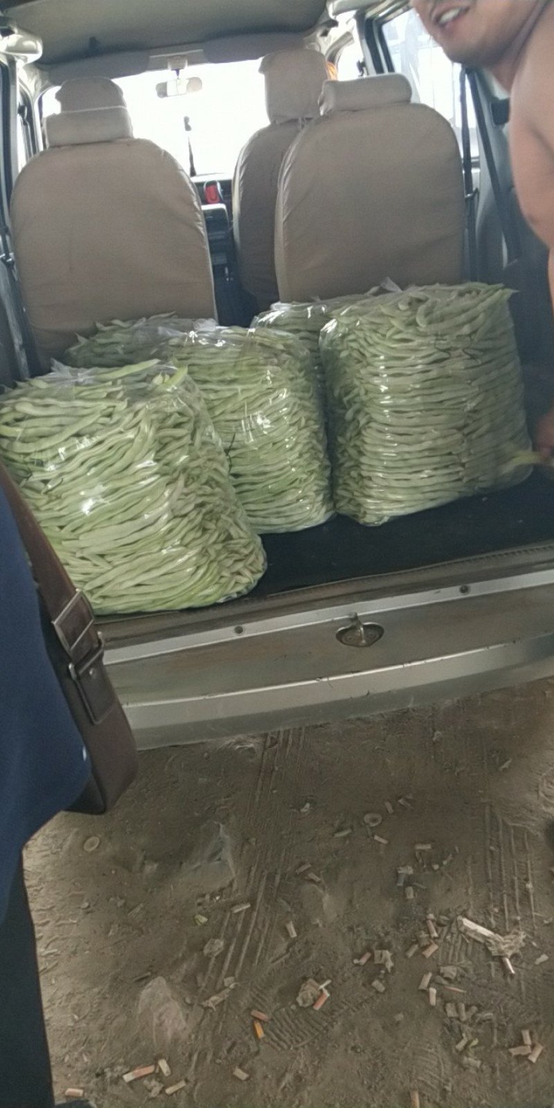 豆角精品白芸豆角大量上市产地直销质量保证全国发货