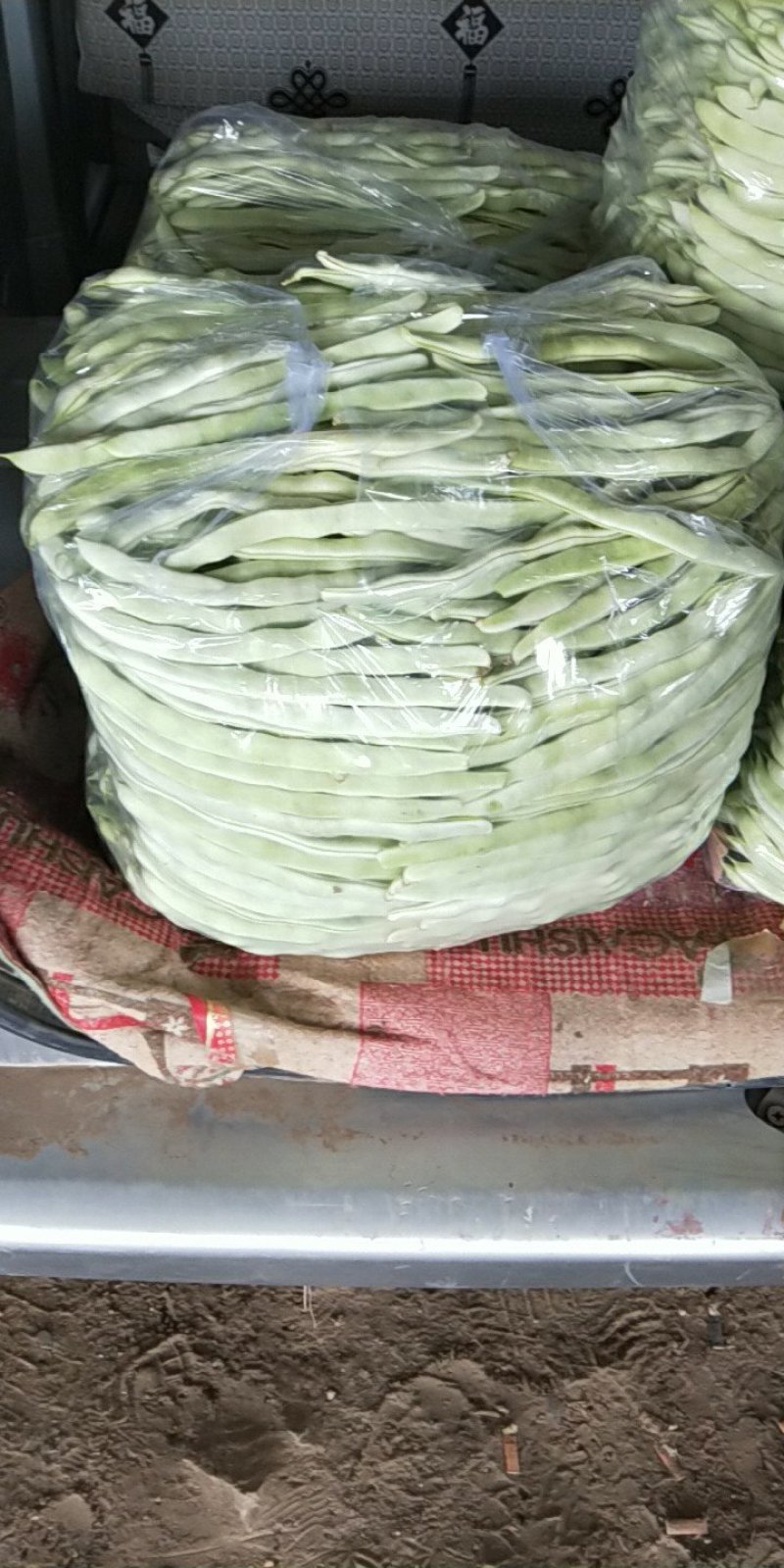 豆角精品白芸豆角大量上市产地直销质量保证全国发货