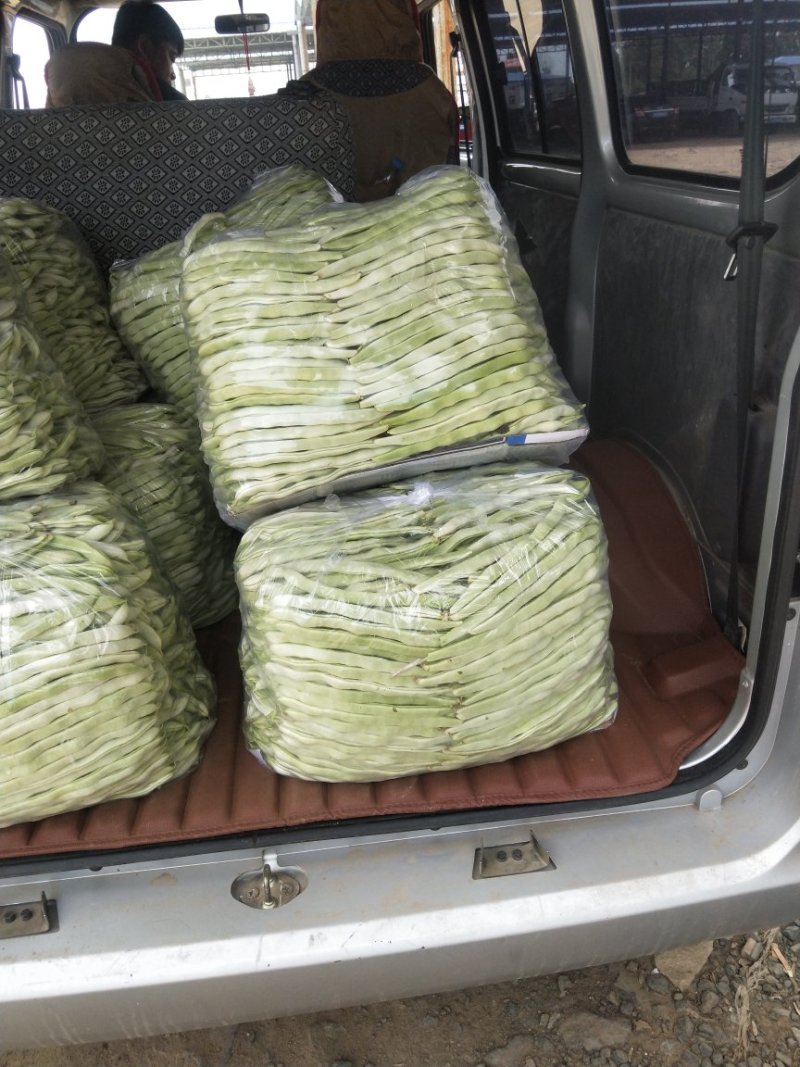 豆角精品白芸豆角大量上市产地直销质量保证全国发货