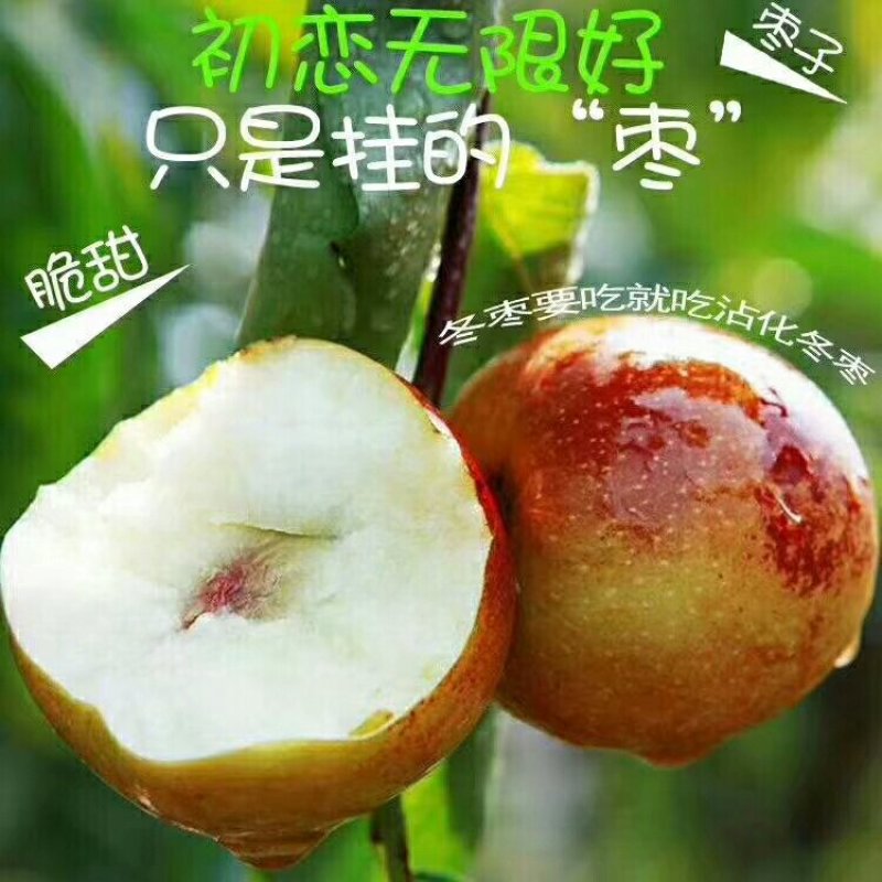 沾化冬枣