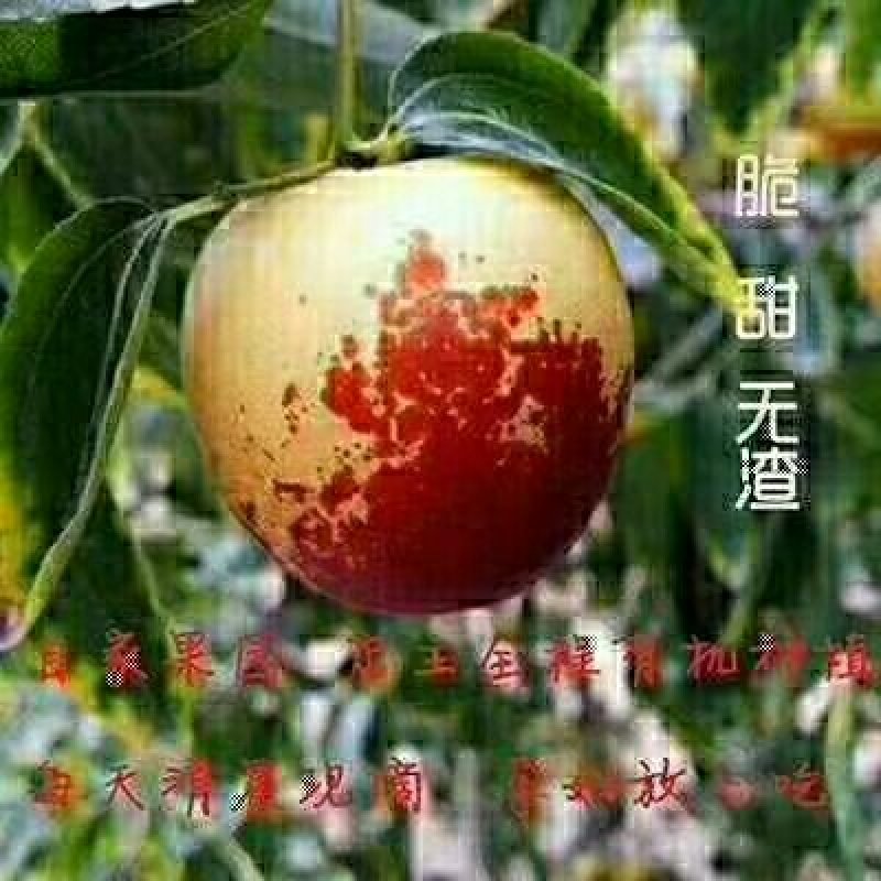 沾化冬枣