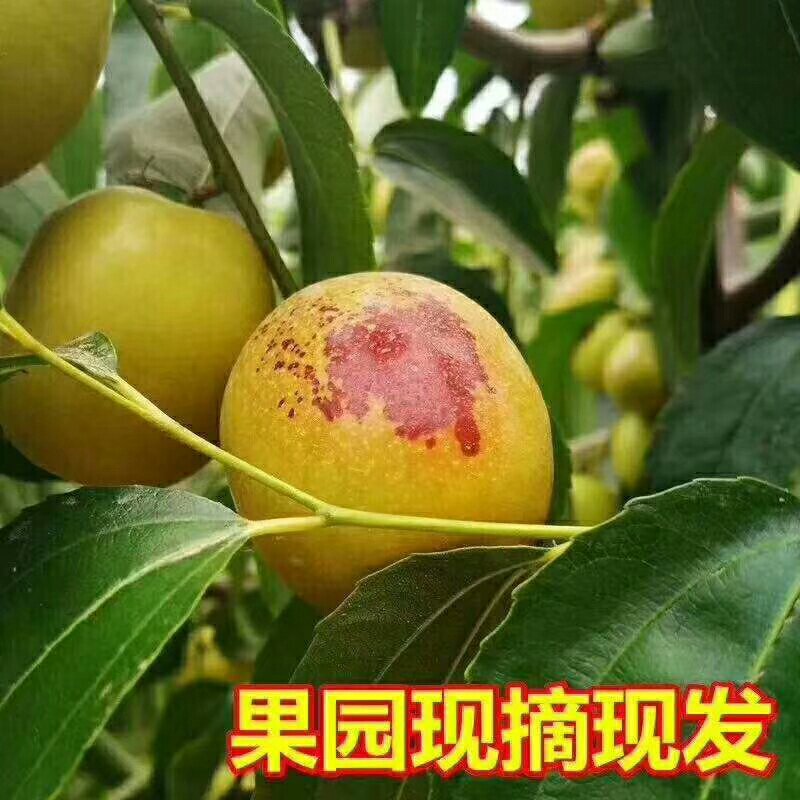沾化冬枣