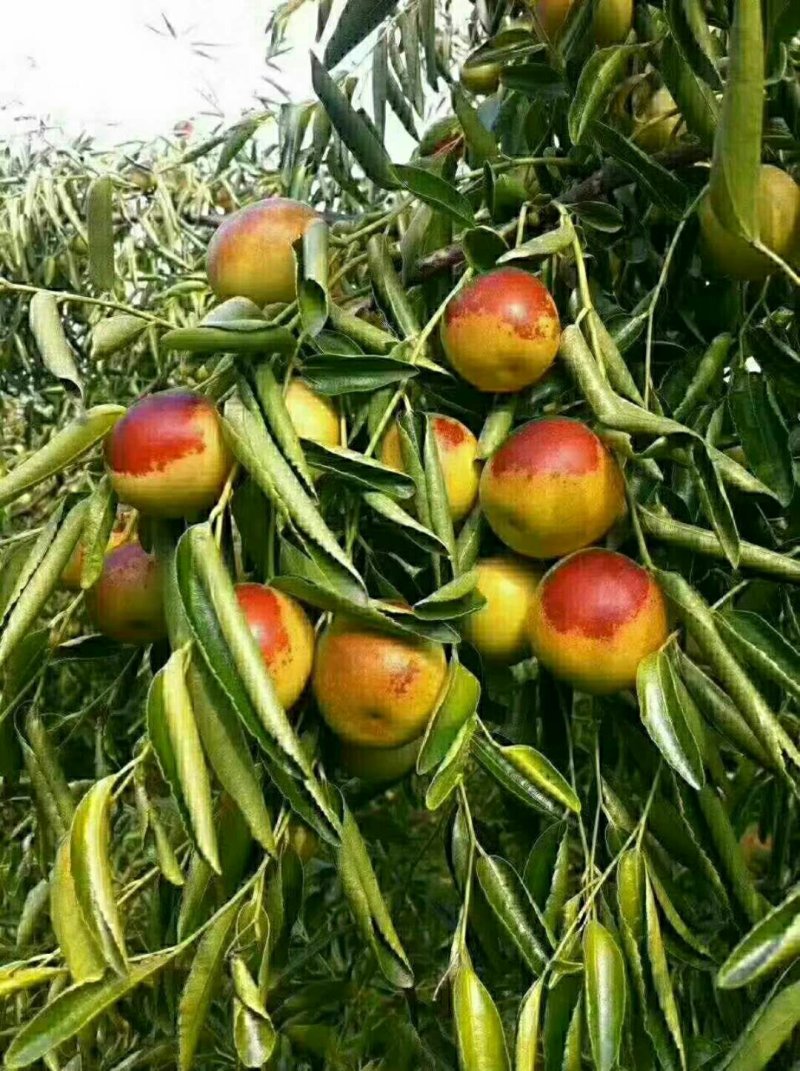 沾化冬枣