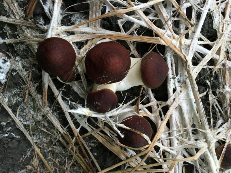 小杨新鲜大球盖菇产地直供货源稳定质量保证