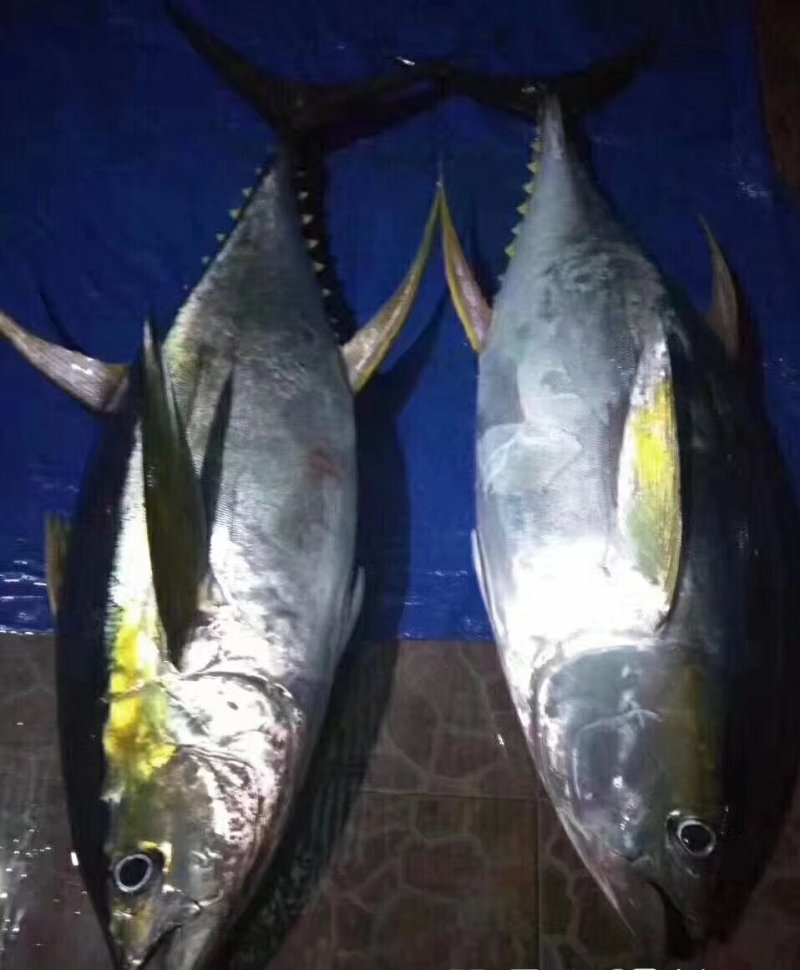 金枪鱼