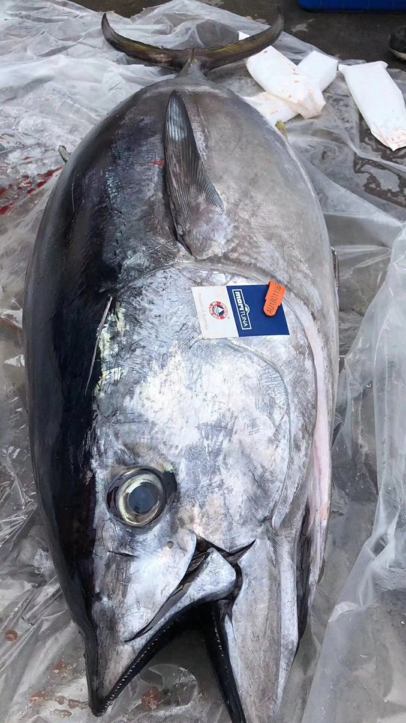 金枪鱼