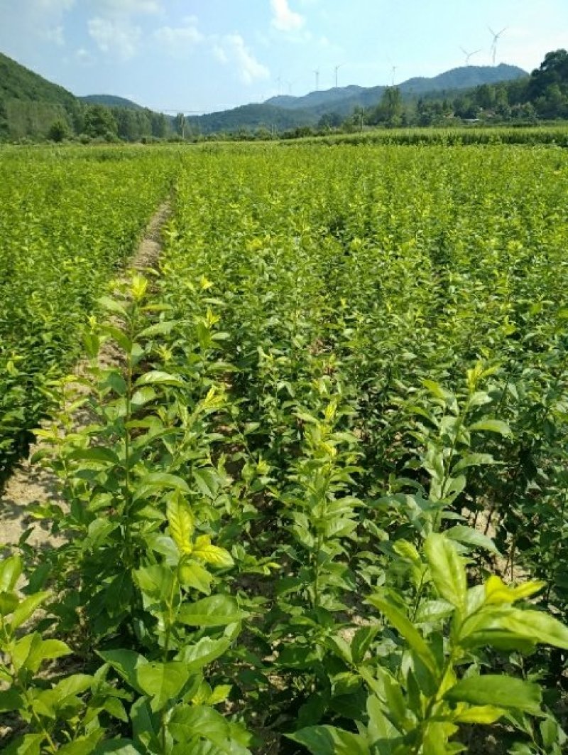 【有好货】黄金奈李苗1.2年生苗基地直销免费技术指导