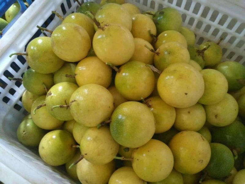 钦蜜9号黄金特大果芭乐味纯甜不酸