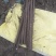 麻山药，白嘴
