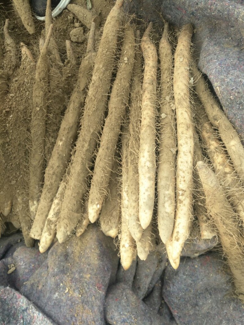 麻山药，白嘴