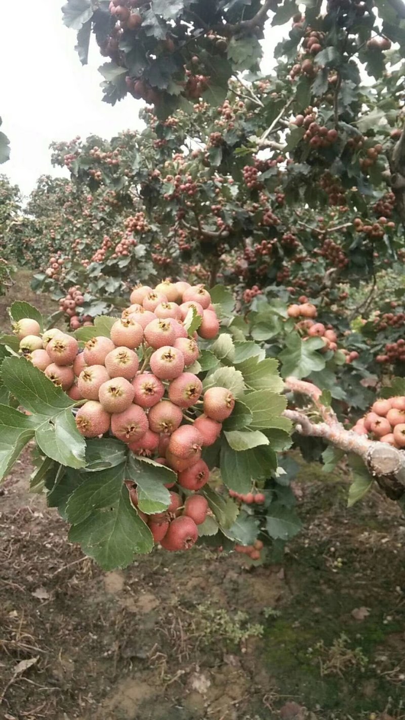 大金星山楂
