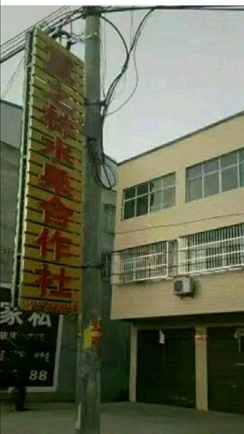纯黄金中桃金玉2号黄金蜜7黄桃苗，基地直销
