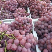 大量供应红提葡萄。