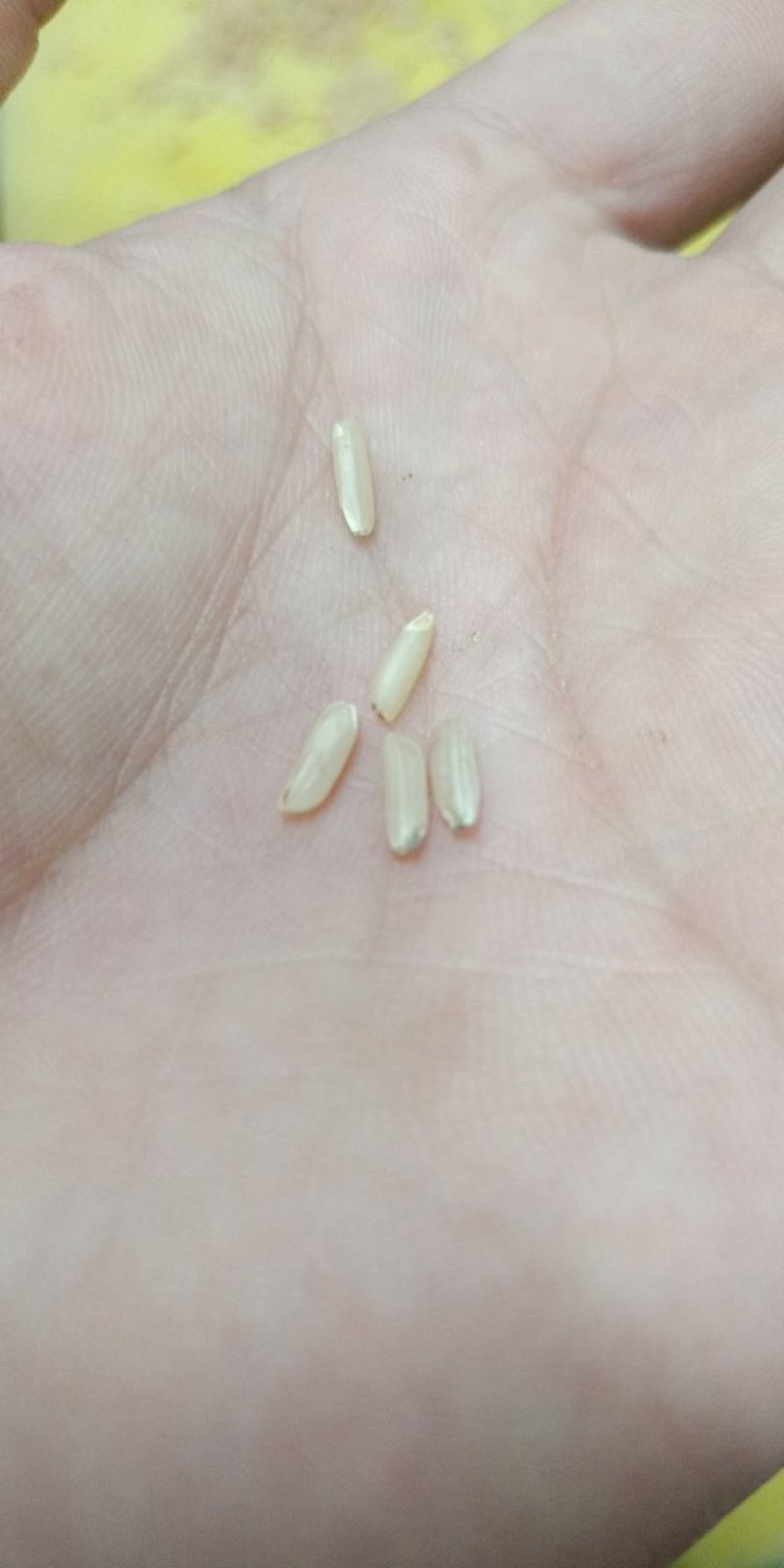 中稻谷，宜香，中浙优，长粒的