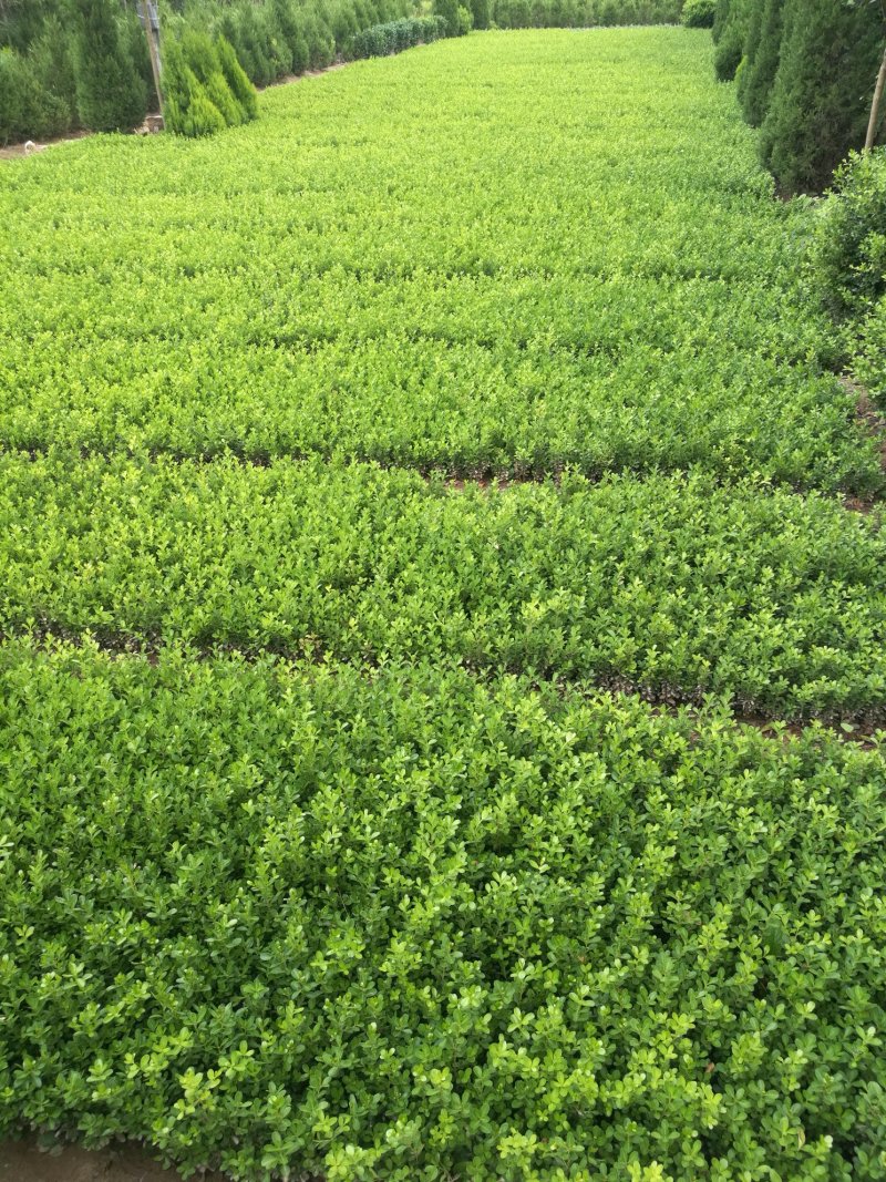 大叶黄杨，冬青