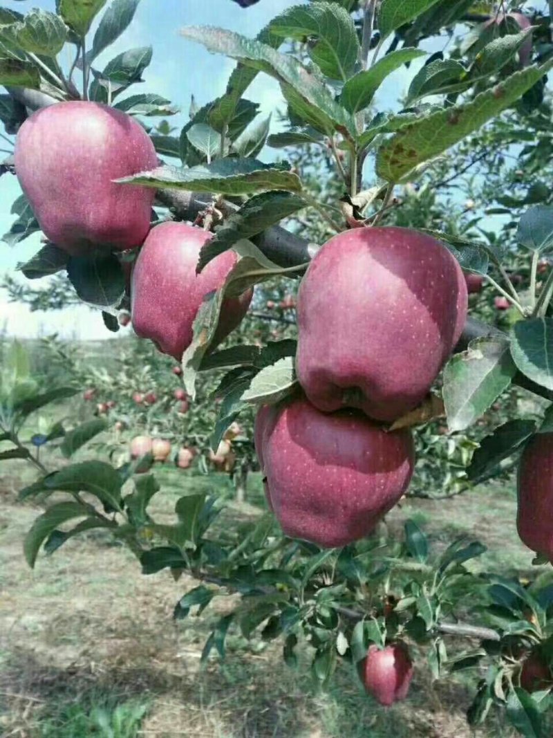 花牛苹果