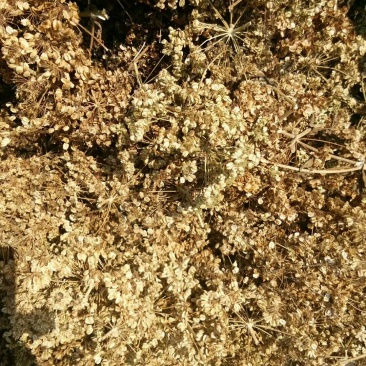 白芷种子