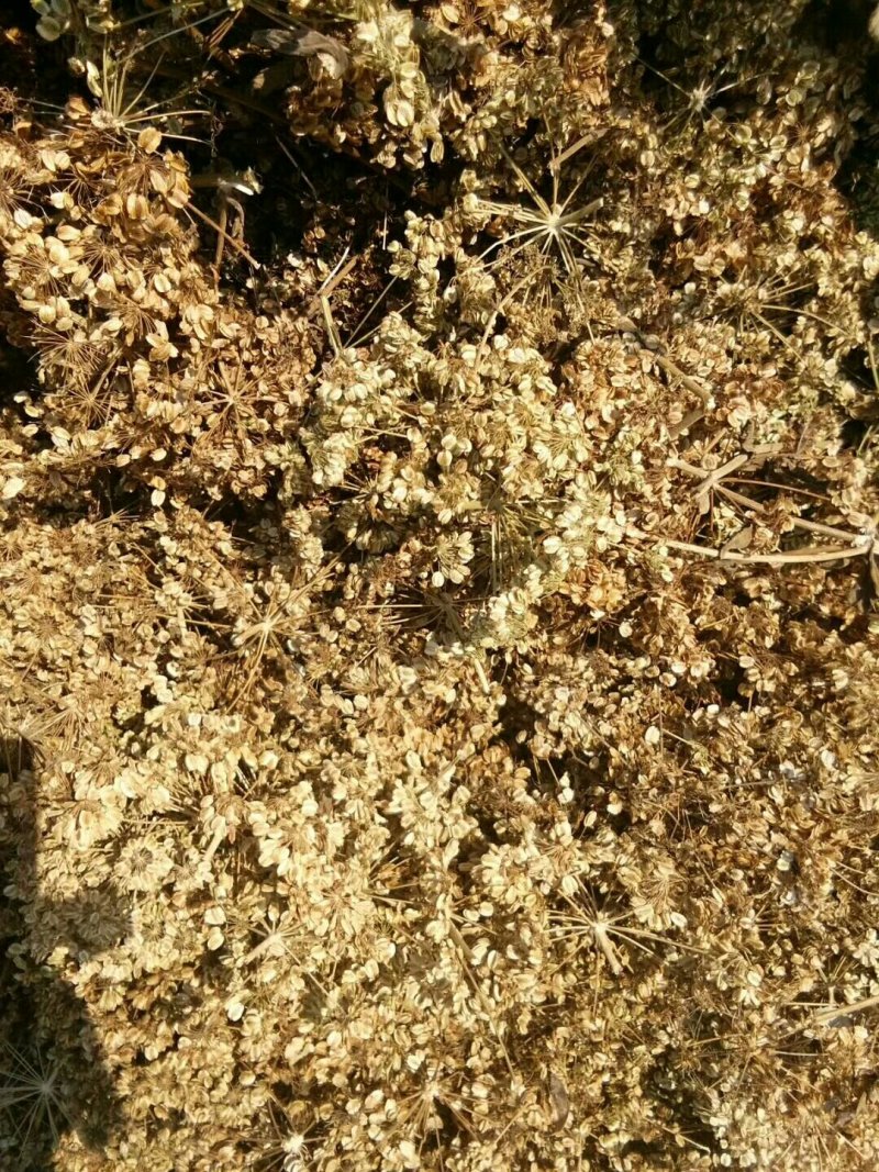 白芷种子