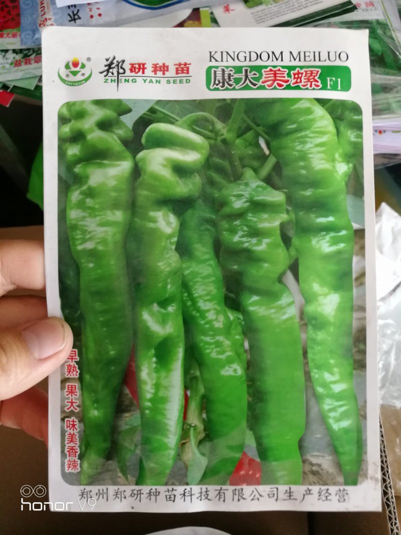 线椒种子泡椒种子黄皮椒