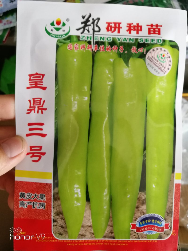 线椒种子泡椒种子黄皮椒